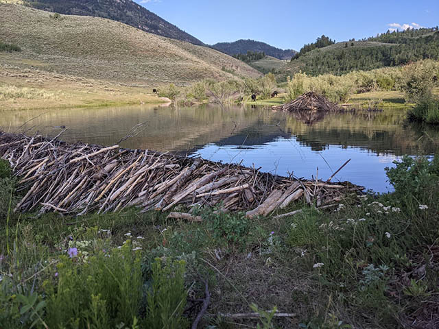 PXL 20210703 012600607 Credit-Julianna Hallza