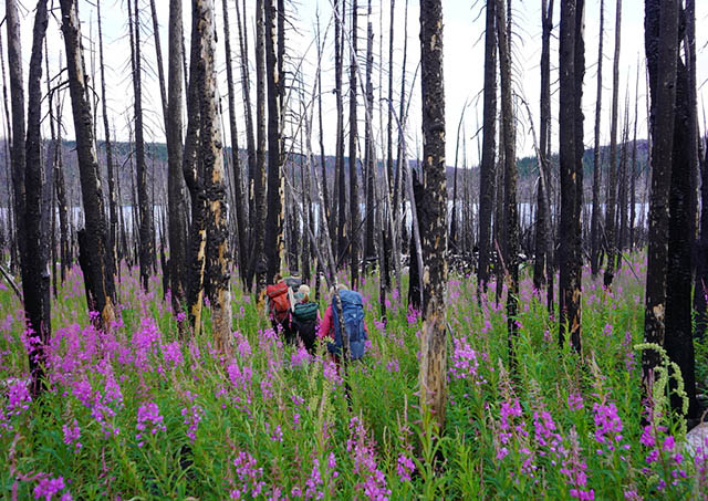 Scientists walk through a forested area. The trees are burned from a previous wildfire, and the field is dotted with purple flowers.