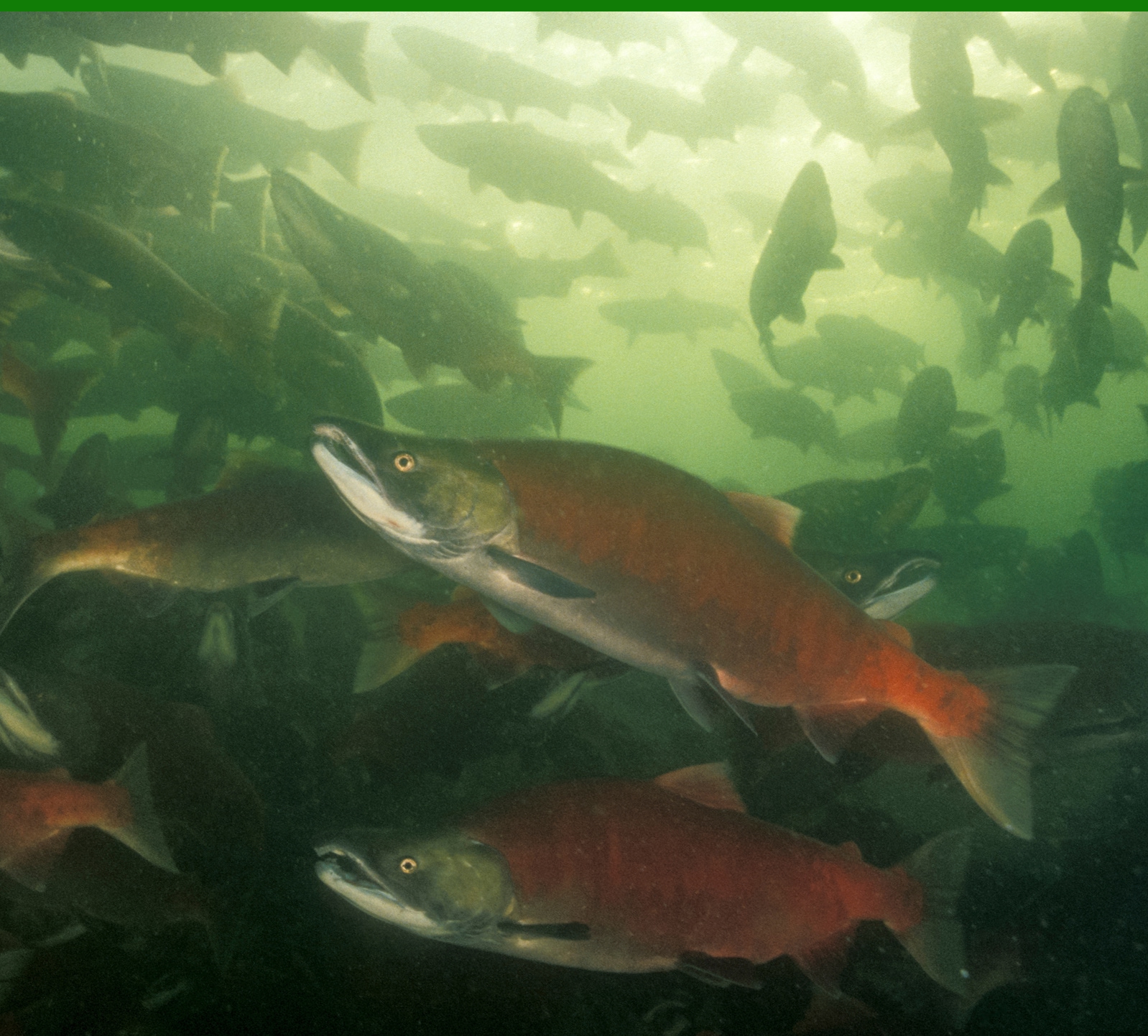 IMG-Environment-Stats